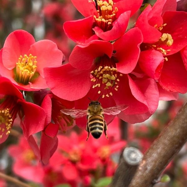 honeybee flying near tree