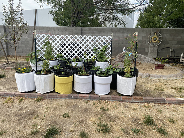 close up of a black insect