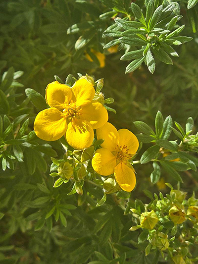 close up of yellow flowers