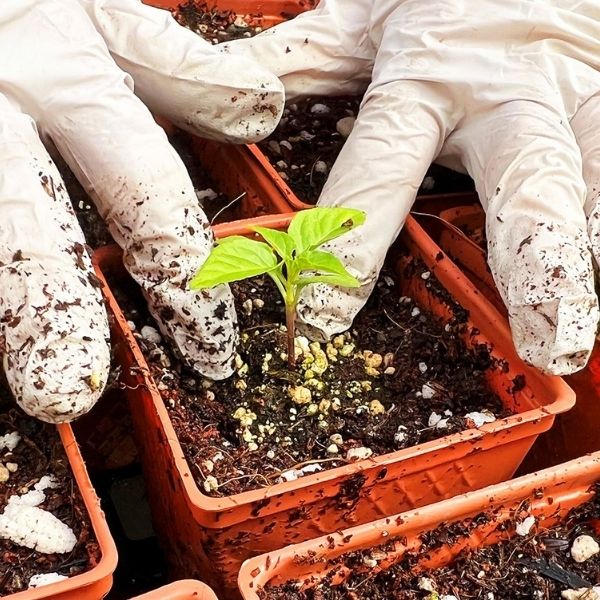 Hands holding a seedling