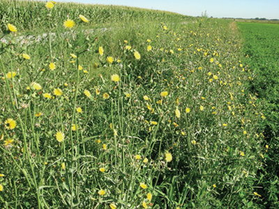 Perennial sowthistle plants growing close together with lots of small yellow flowers.