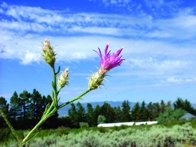 Squarrose knapweed flower blowing in the wind at the end of a rough looking branch.