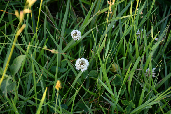 White Clover in Grass