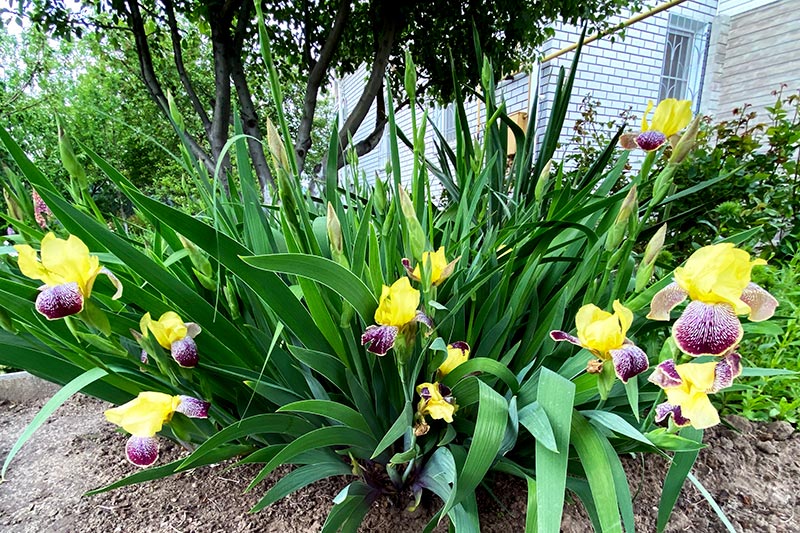 iris growing in home garden