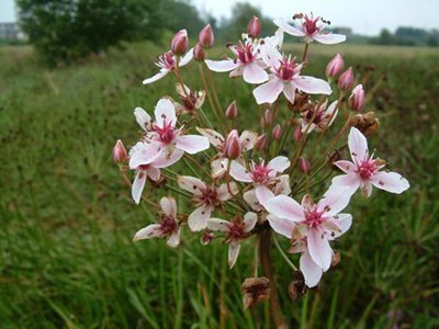 Flowering rush plant with large pink flowers.