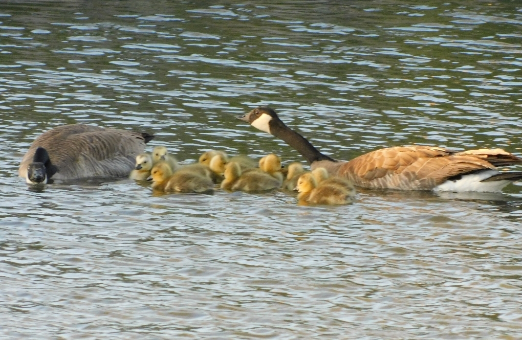 A pair of aggressive Canada Goose parents swim with a group of goslings at Rosewood Nature Study Area in Reno Nevada