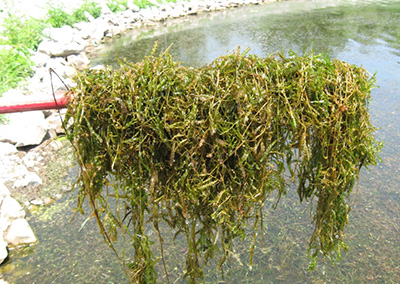 Curleyleaf pondweed with Olive green to reddish brown, slightly translucent; 