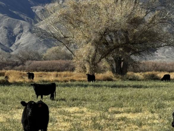 Image of: 3. Nevada’s Food Journey – Farm to School