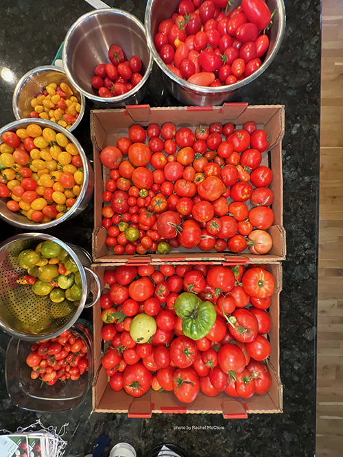 bowls and boxes of small red and yellow tomatoes.