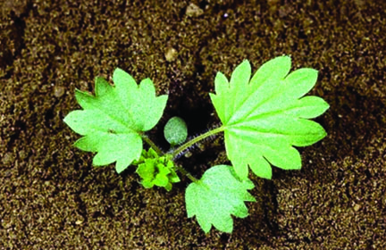 A small Sulfur cinquefoil plant, a few centimeters tall with palm like leaves in a cluster.