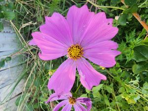 A purple organically grown flower