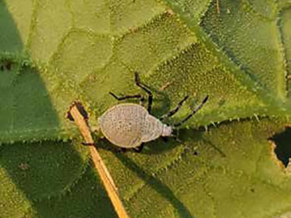 A round bodied brown adult squash bug appears very flat and wide sitting on the underside of a leaf.