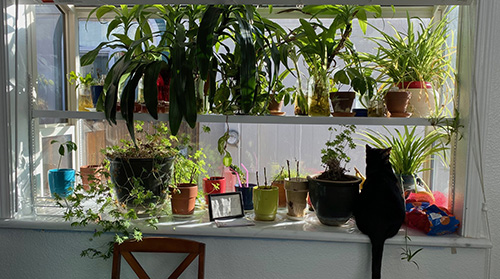 a window sill with many potted plants.