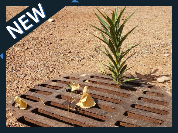 Oleander growing in a drain