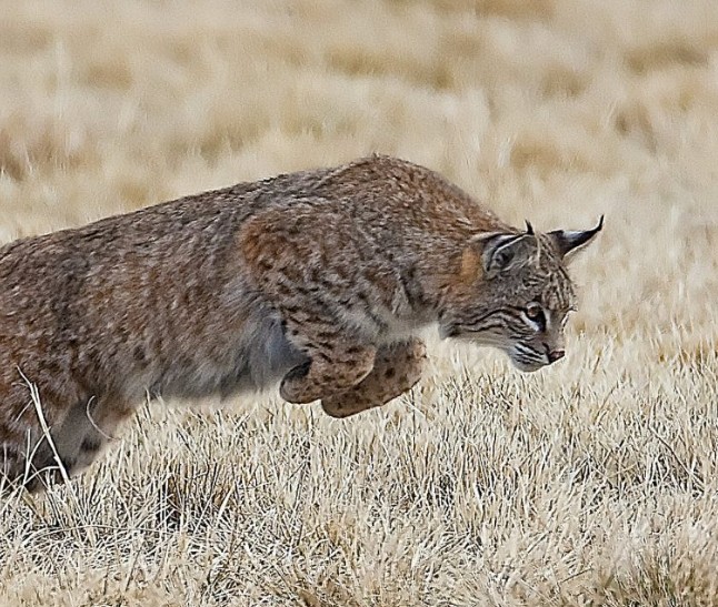 A grayish brown bobcat jumps for prey in tall yellow grass, image from NDOW website