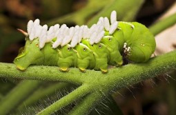 Una oruga gigante y verde con signos de estar parasitado