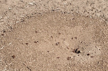 A large harvester ant hill, a sandy dirt pile with lost of reddish brown ants around it. 