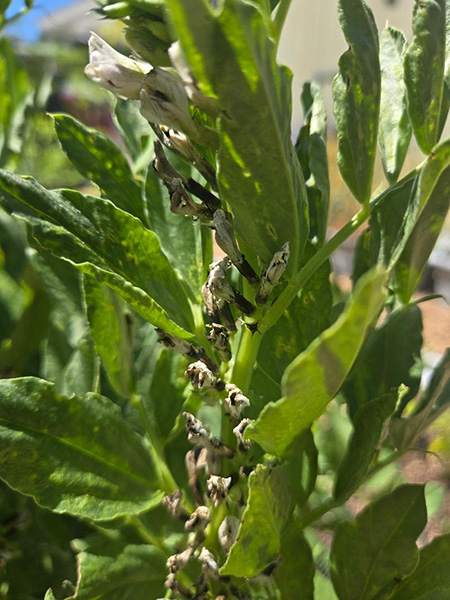 close up of dried up flowers on green leaves.