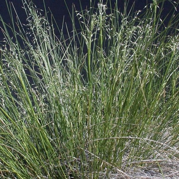 Image of grass