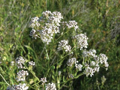 Perennial pepperweed plant with large clusters of white flowers