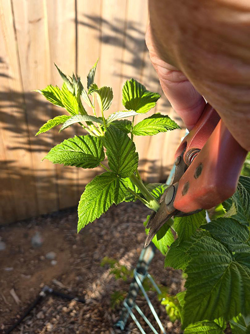 a close up of sheers cutting a green plant.