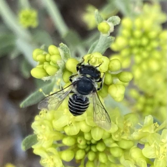 Leaf cutter bee