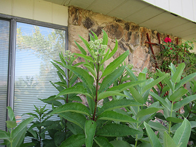 a green plant in front of a window