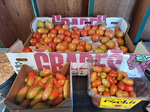 ADD ATL TEXT...Cardboard boxes with small red tomatoes.