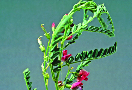 Swainsonpea plant, tall, twisted stalks with red pea-like flowers.