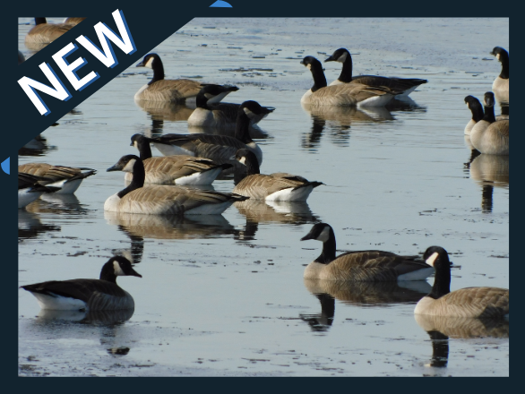 A flock of geese on a a cold pond at Idlewild Park in Reno, Nevada.