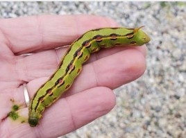 Una oruga grande y verde en un mano.