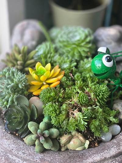 a group of small succulents and a little green toy.