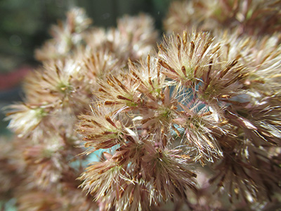 close up of a plant with feather stems