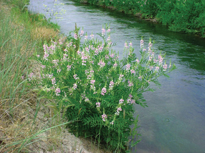 Goatsrue shrub growing near drainage ditch