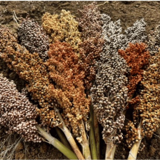 Image of grain