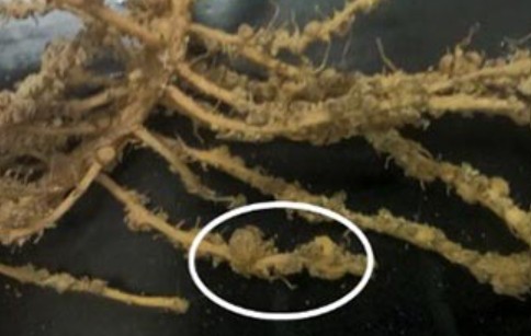 A series of round "galls" on a root from root-knot nematode infestation