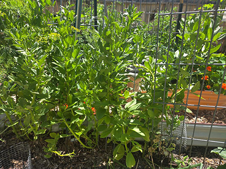 A group of green tall plants.
