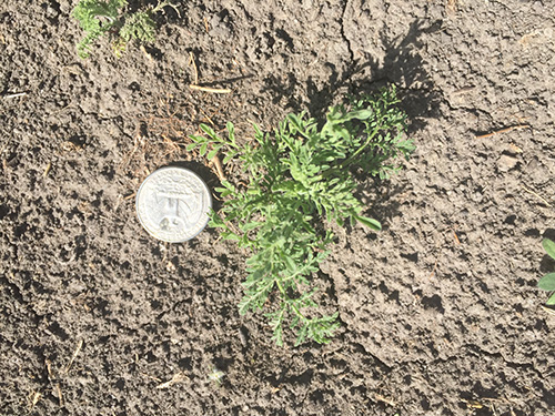 small green plant next to a quarter on the dirt.