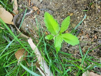 A seedling growing out of grassy soil.