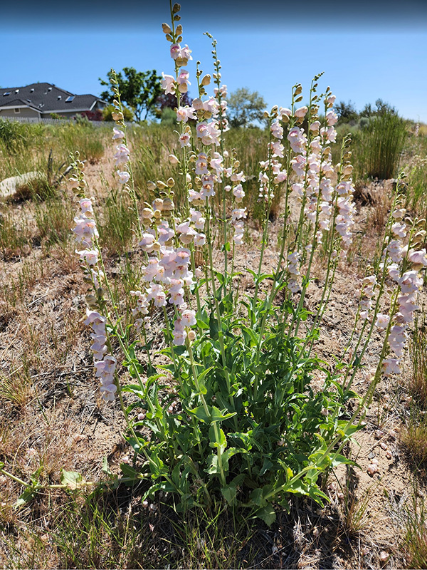 palmer penstemon