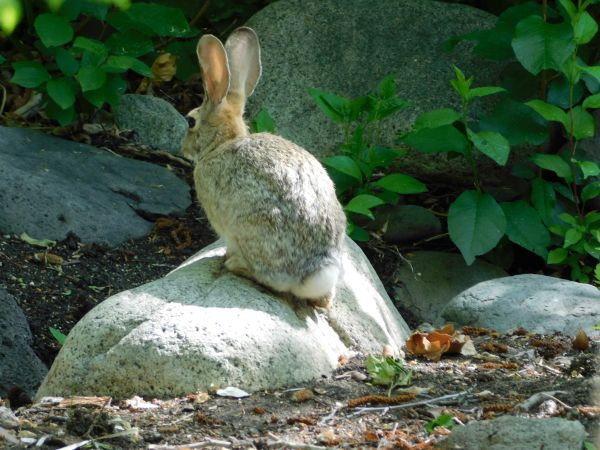 A cottontail rabbit sits on a Rock at Rancho San Rafael park in Reno Nevada photo by Jennie Johnson