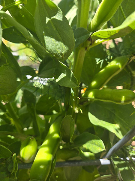 Close up of bean pods.