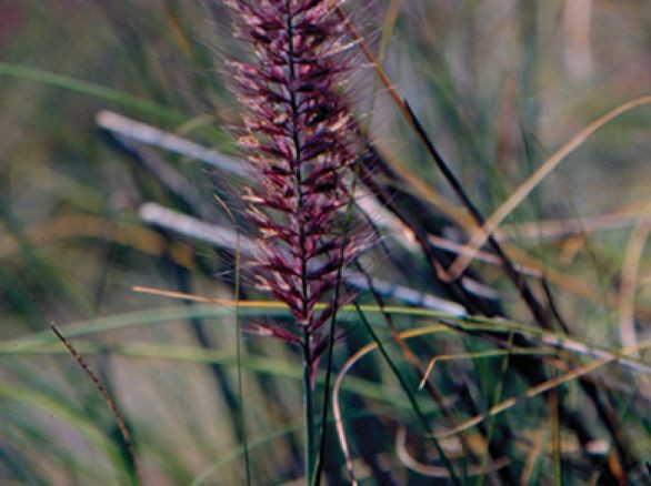 Crimson fountaingrass plant, grassy plant with purple bristles.