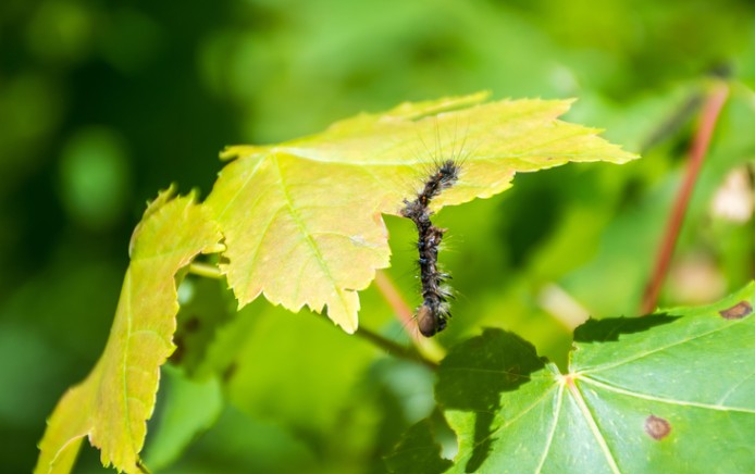 A brown fuzzy caterpillar on a green leaf, Karla Salp, Washington State Department of Agriculture, Bugwood 5558986