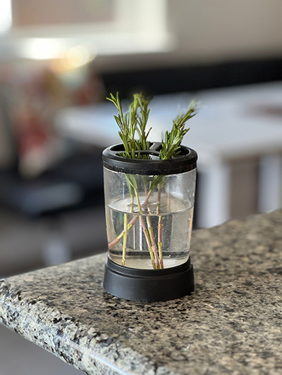 rosemary in a cup of water