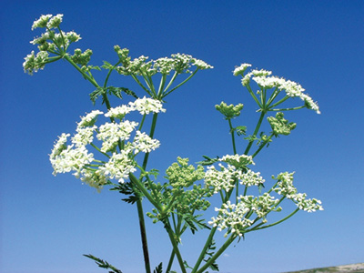 Poison-hemlock growing in a tall stalk with a larger cluster of white flowers on the end and a bare stem.