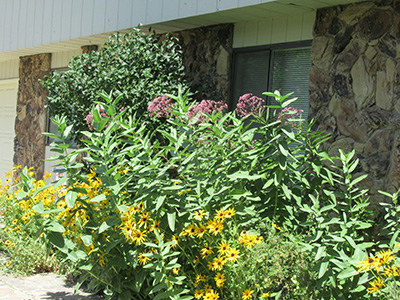 tall green plants with flowers in front of a house