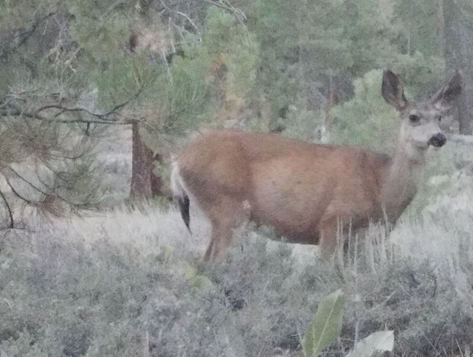 A lone deer walks through a campground eating plants.