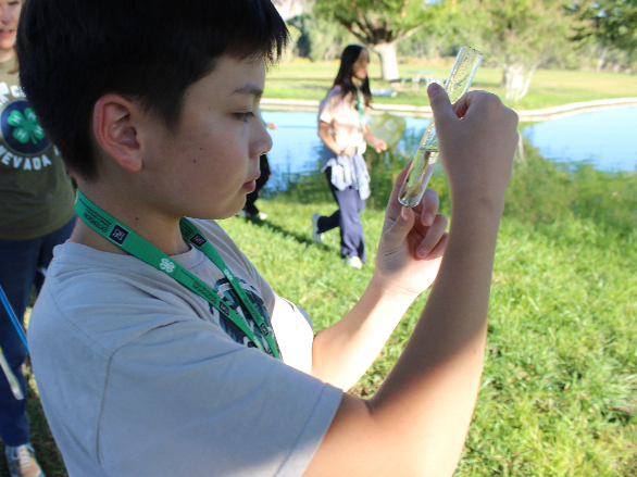 4-H youth holds up a glass test tube with small fish and observes it while outside on grass and near a pond.
