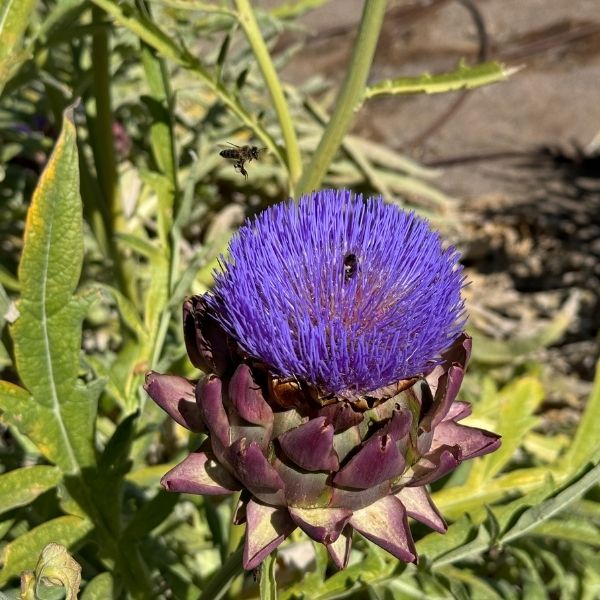blooming artichoke